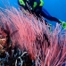 seawhip_sr_v_0705_png0189.jpg